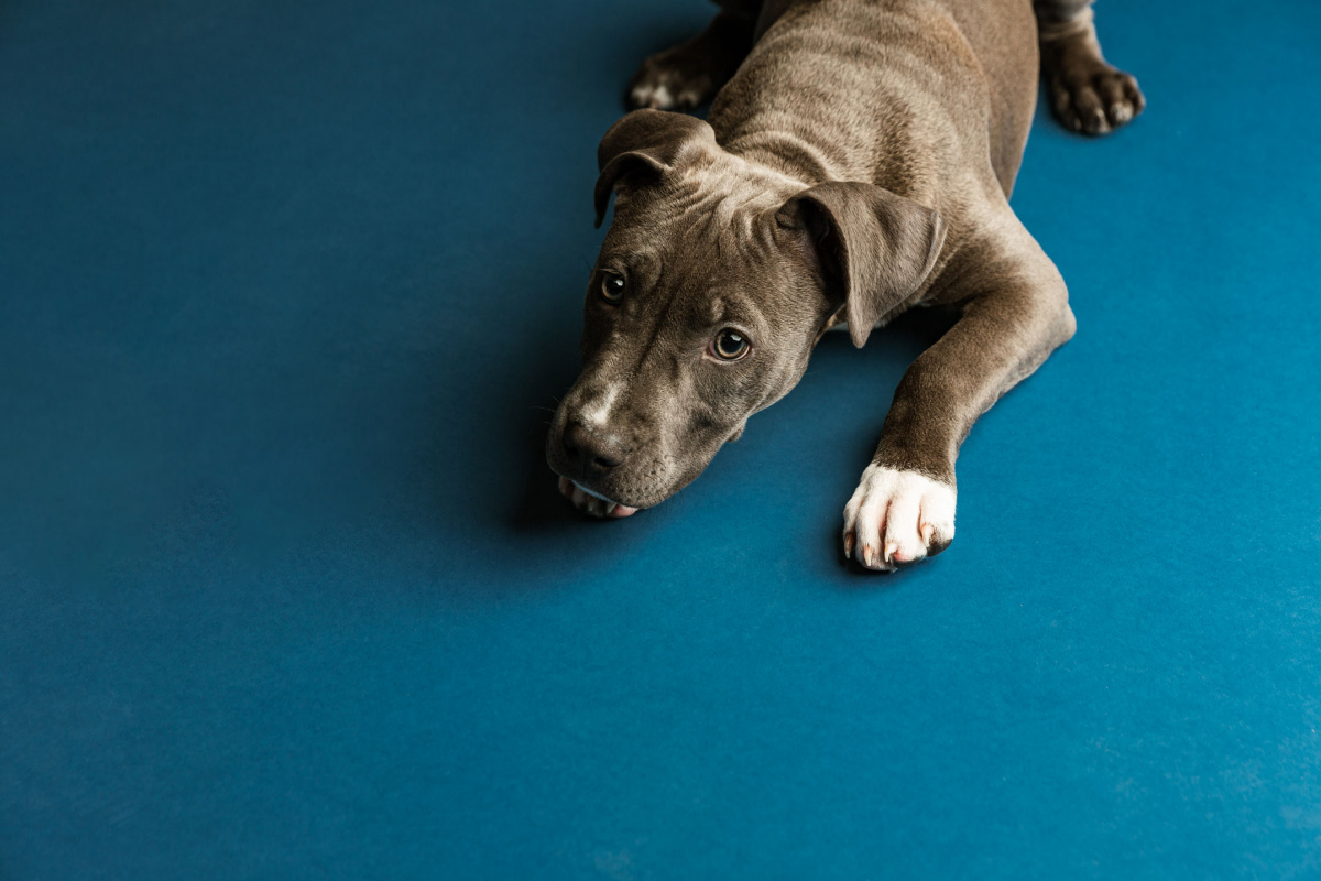 service/hundefotografie